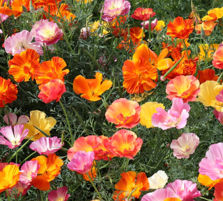 Eschscholzia californica 'Jelly Beans'