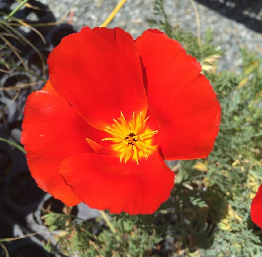 Eschscholzia californica 'Mahogany Red'