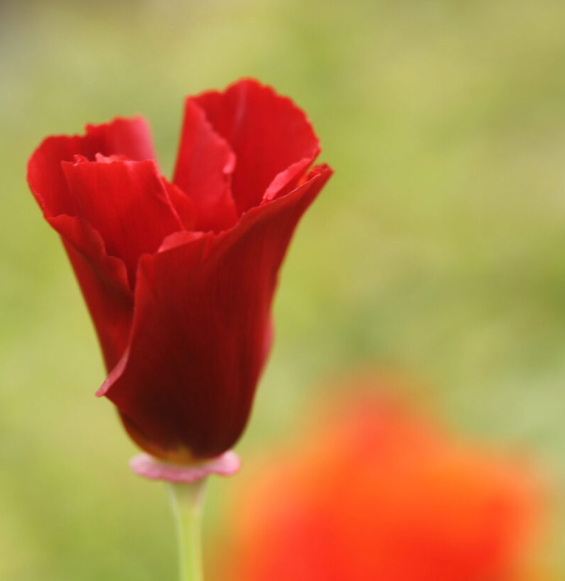 Eschscholzia californica 'Mahogany Red'