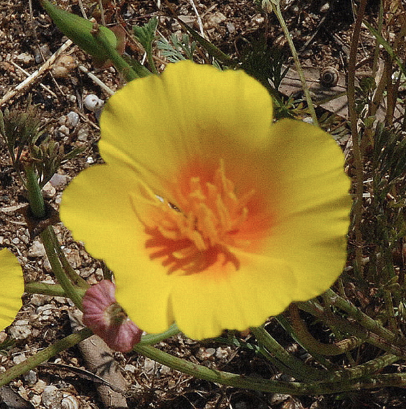 Eschscholzia californica 'Maritima'