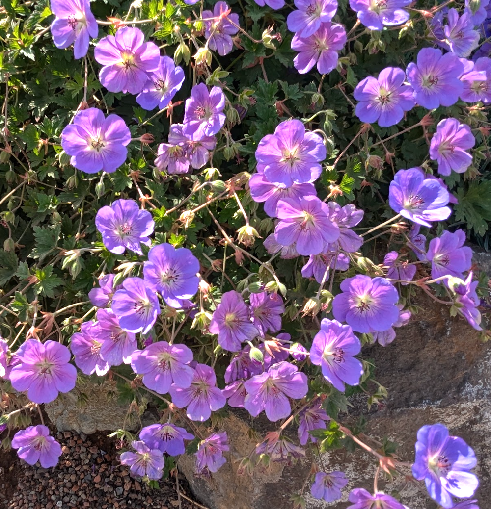 Geranium 'Rozanne'