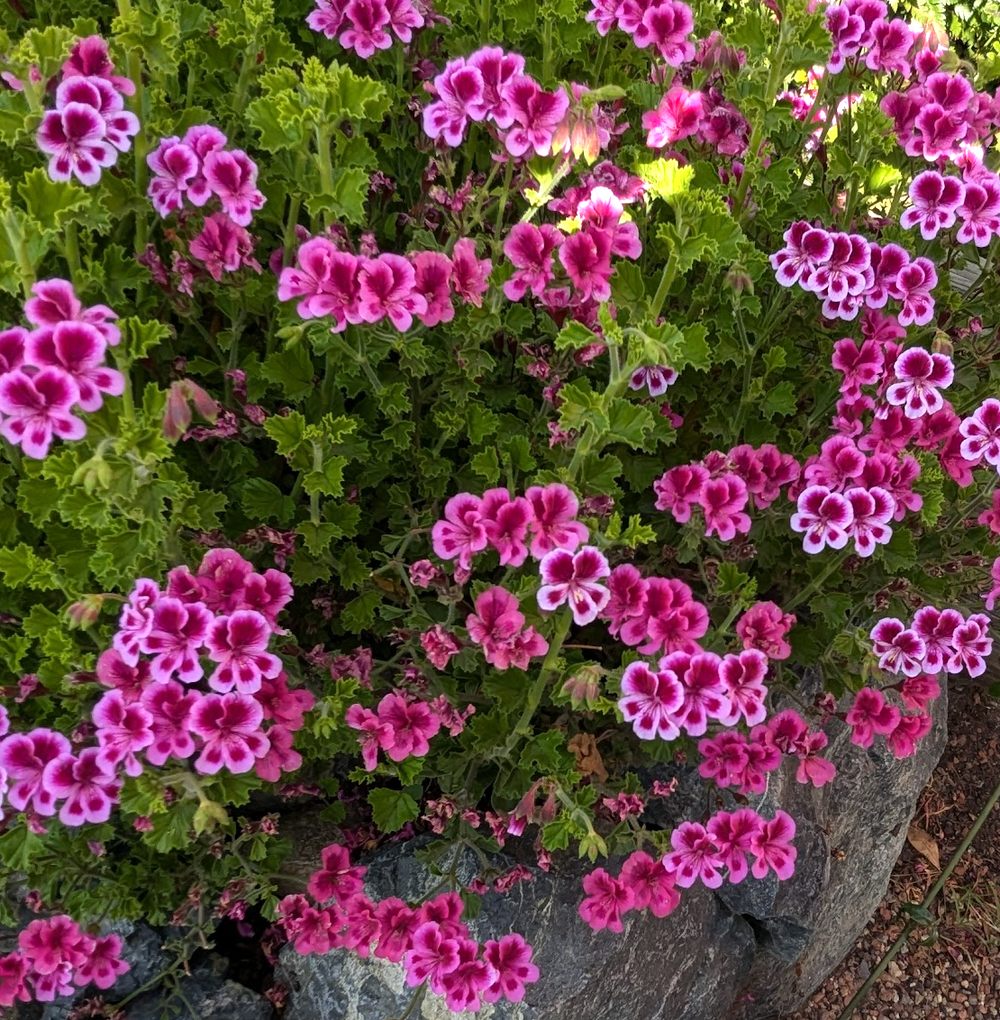 Pelargonium 'Veronica Contreras'