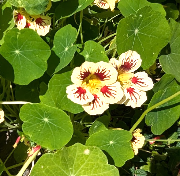 Nasturtium 'Orchid Cream'