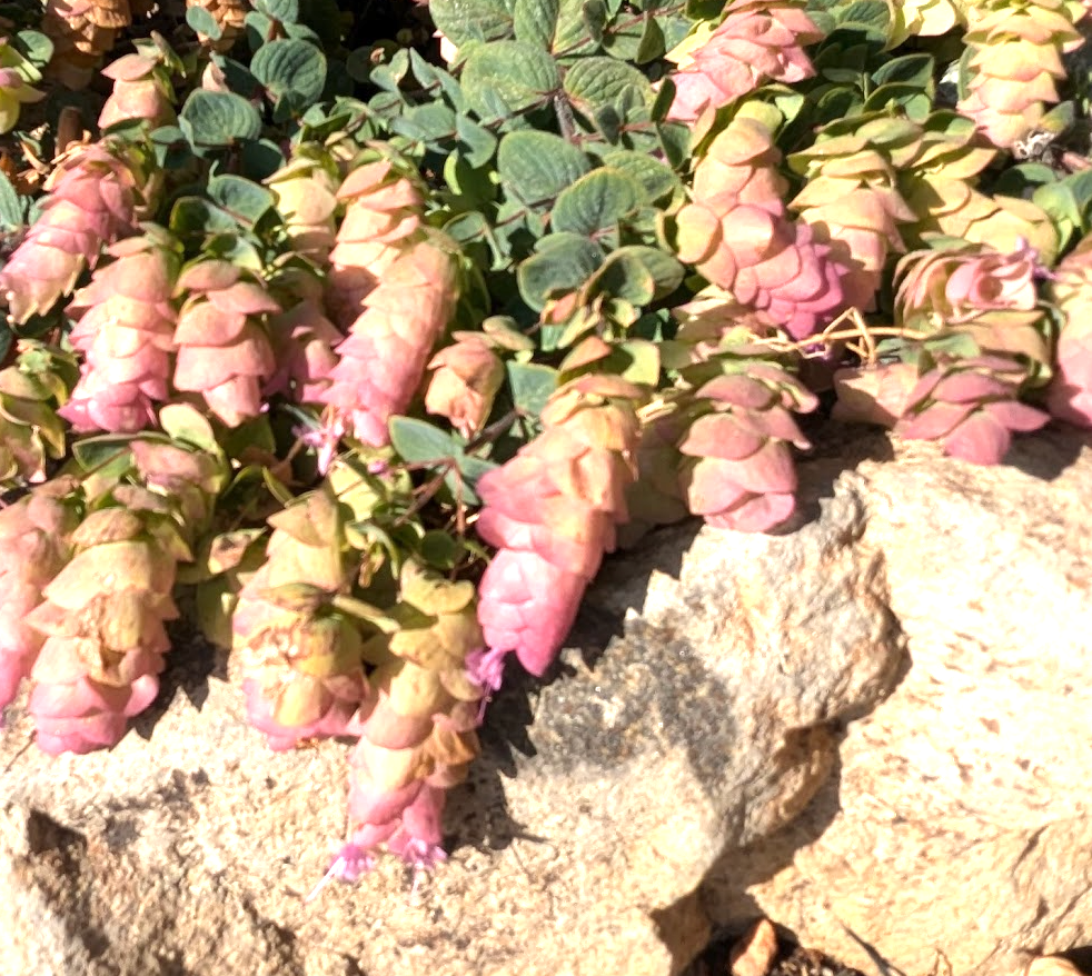 Origanum 'Barbara Tingey'