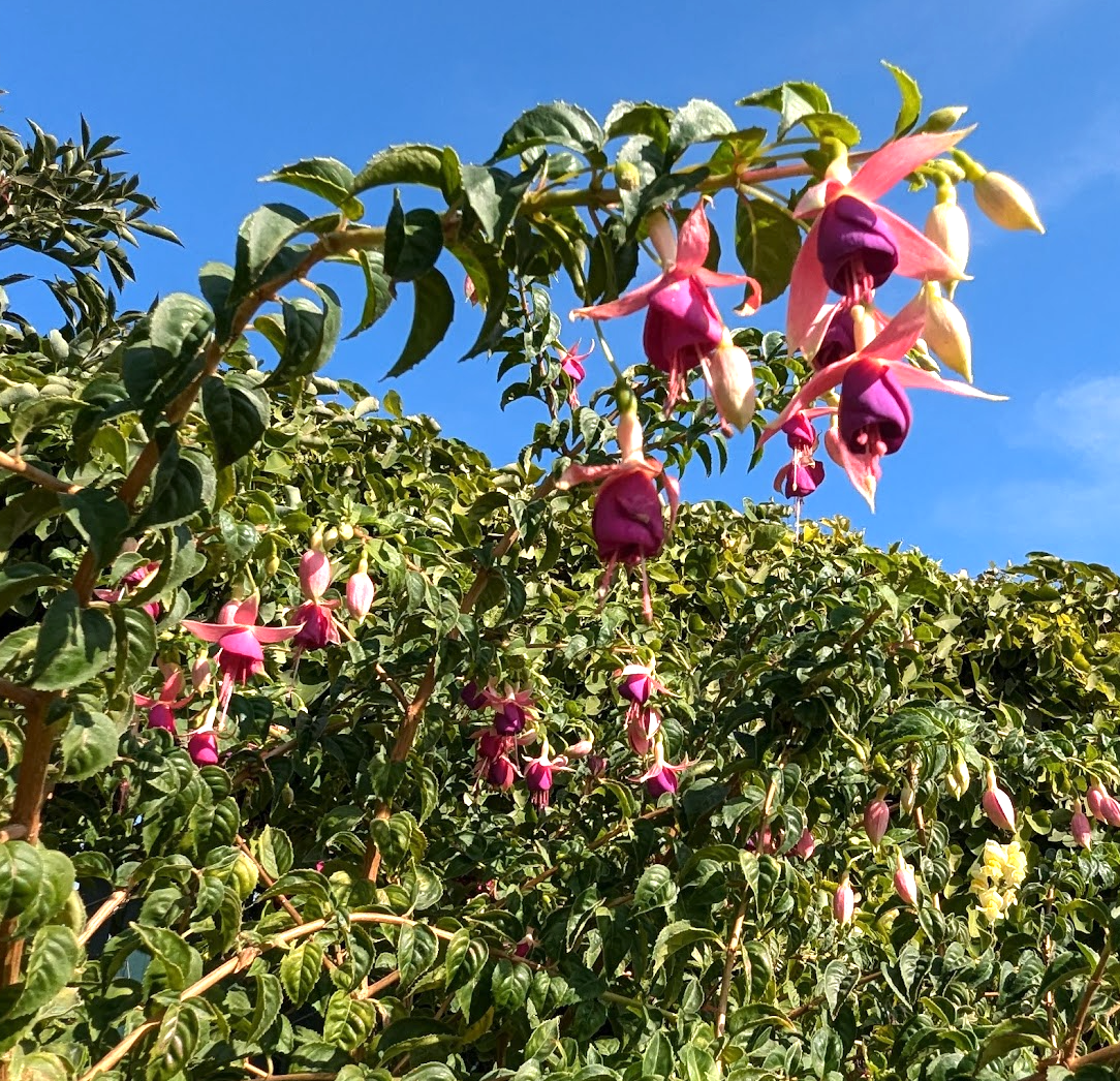 Fuchsia 'Old Berkeley'