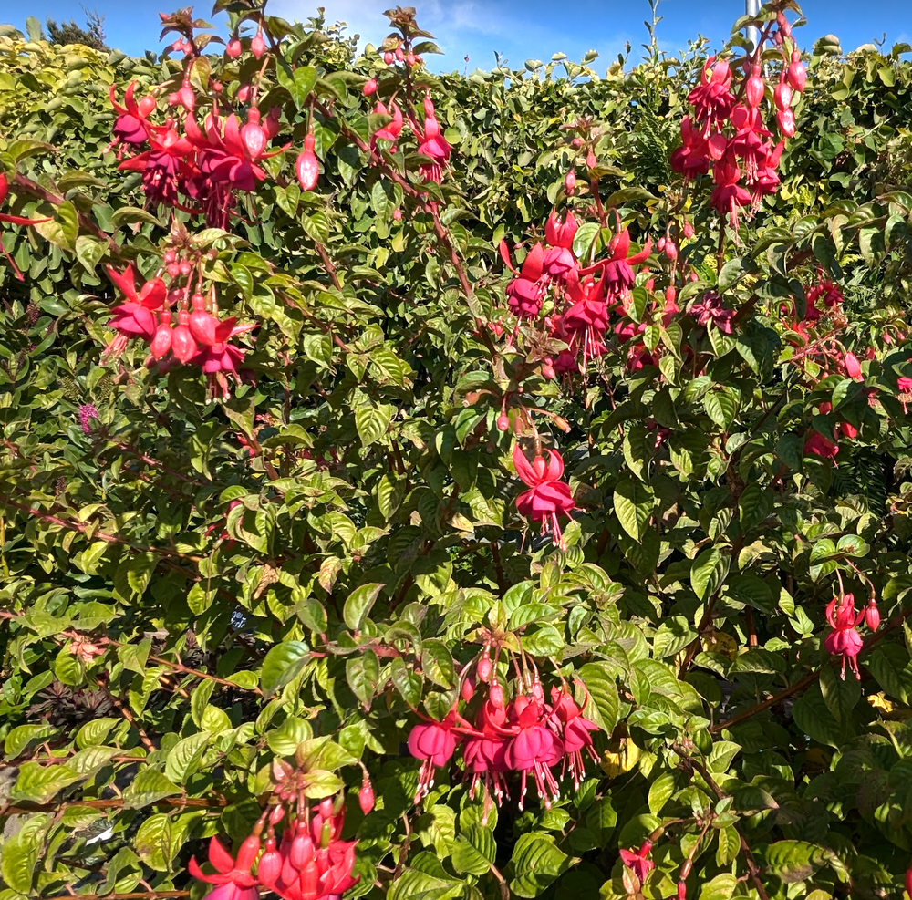 Fuchsia 'Santa Cruz'