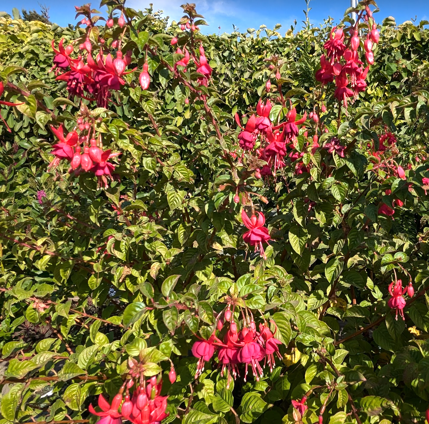 Fuchsia 'Santa Cruz'