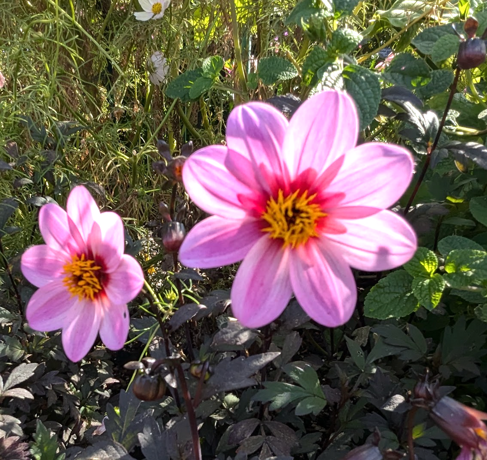 Dahlia hybrid 'Mystic Dreamer'