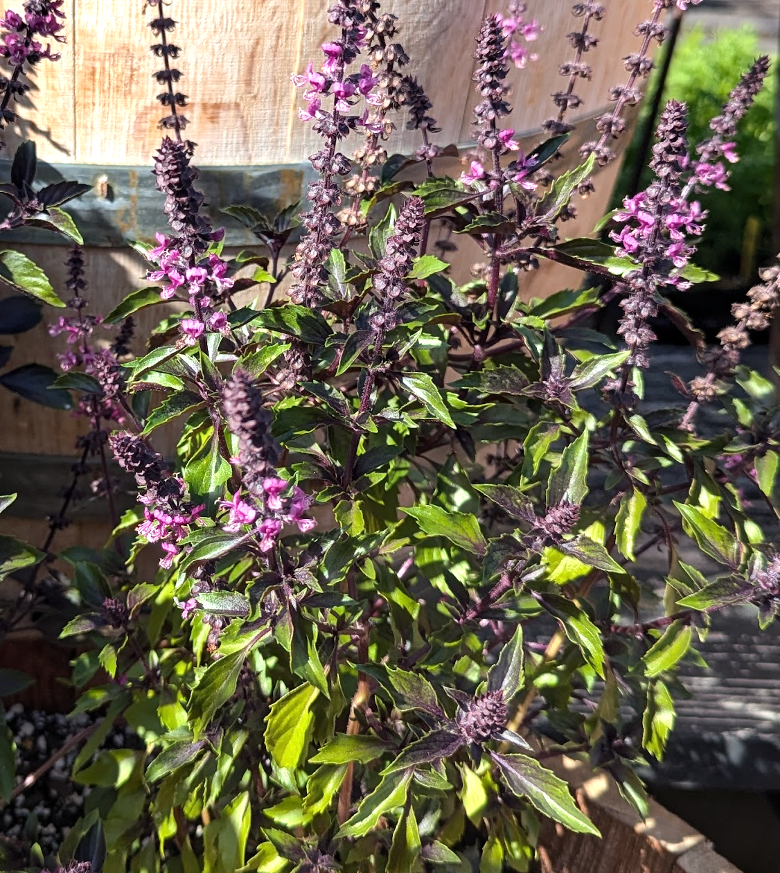 lavender basil plant Basil (Ocimum herbalea) 'Wild Magic' – Heron's Head Nursery