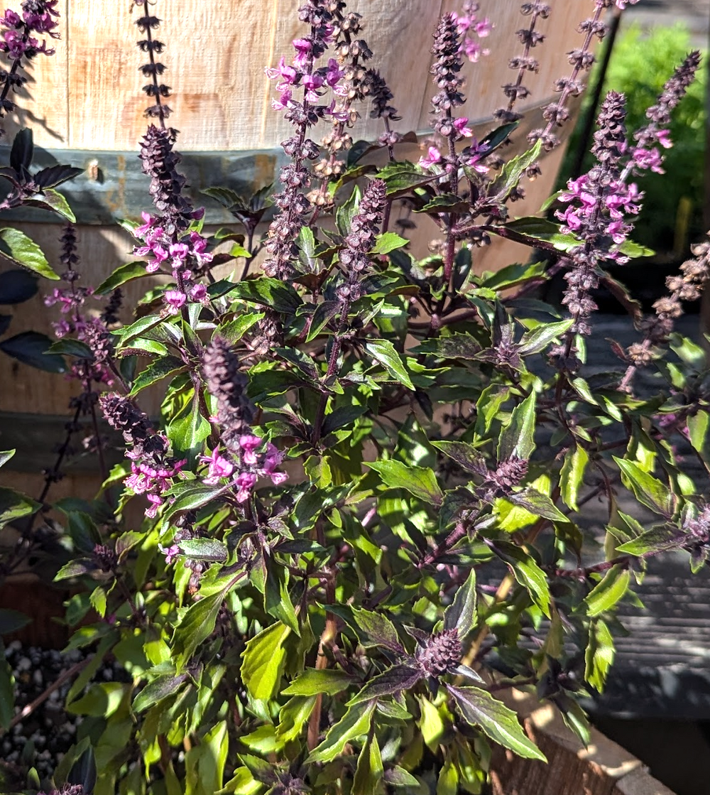 Basil herbalea 'Wild Magic'