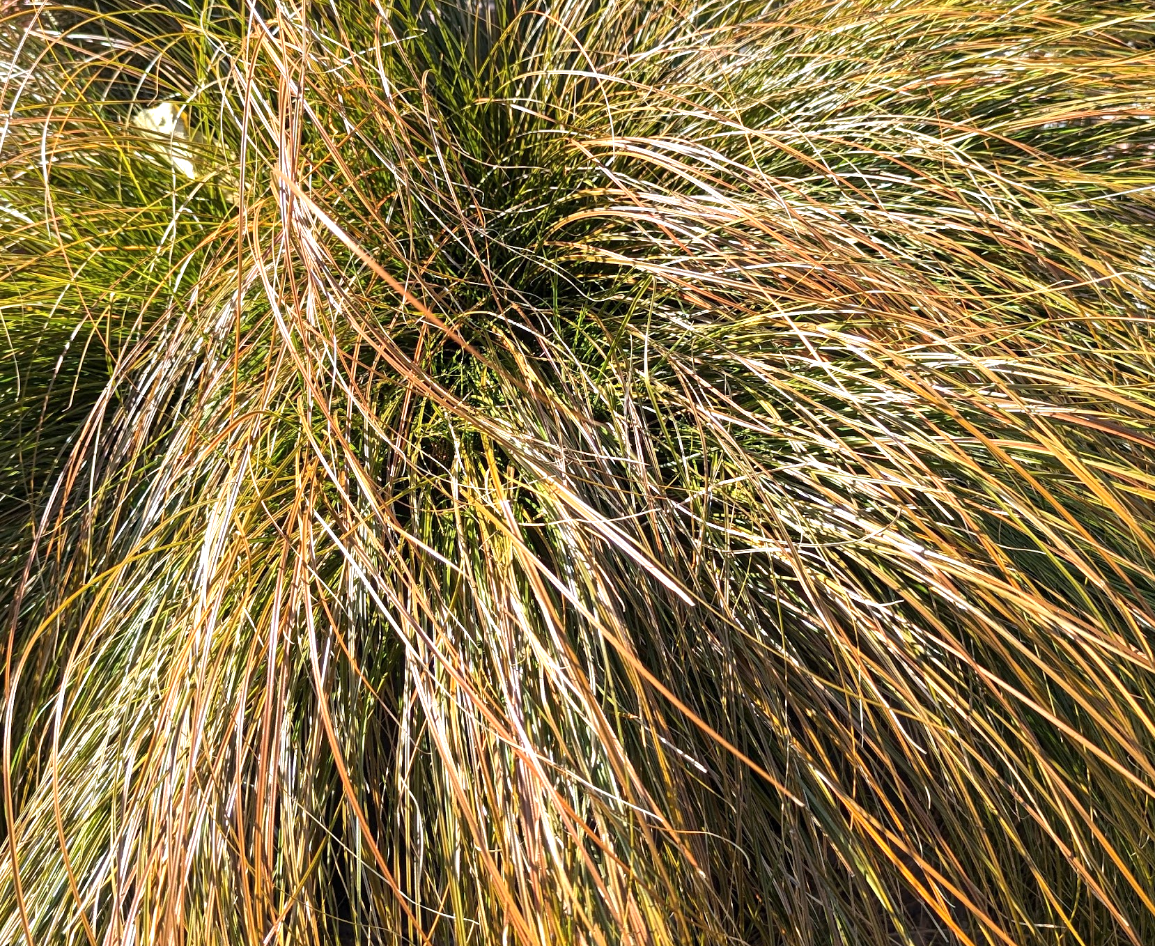 Carex testacea