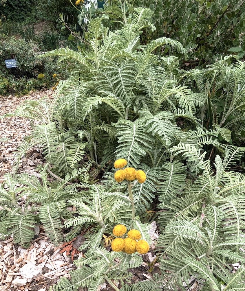 Tanacetum bipinnatum