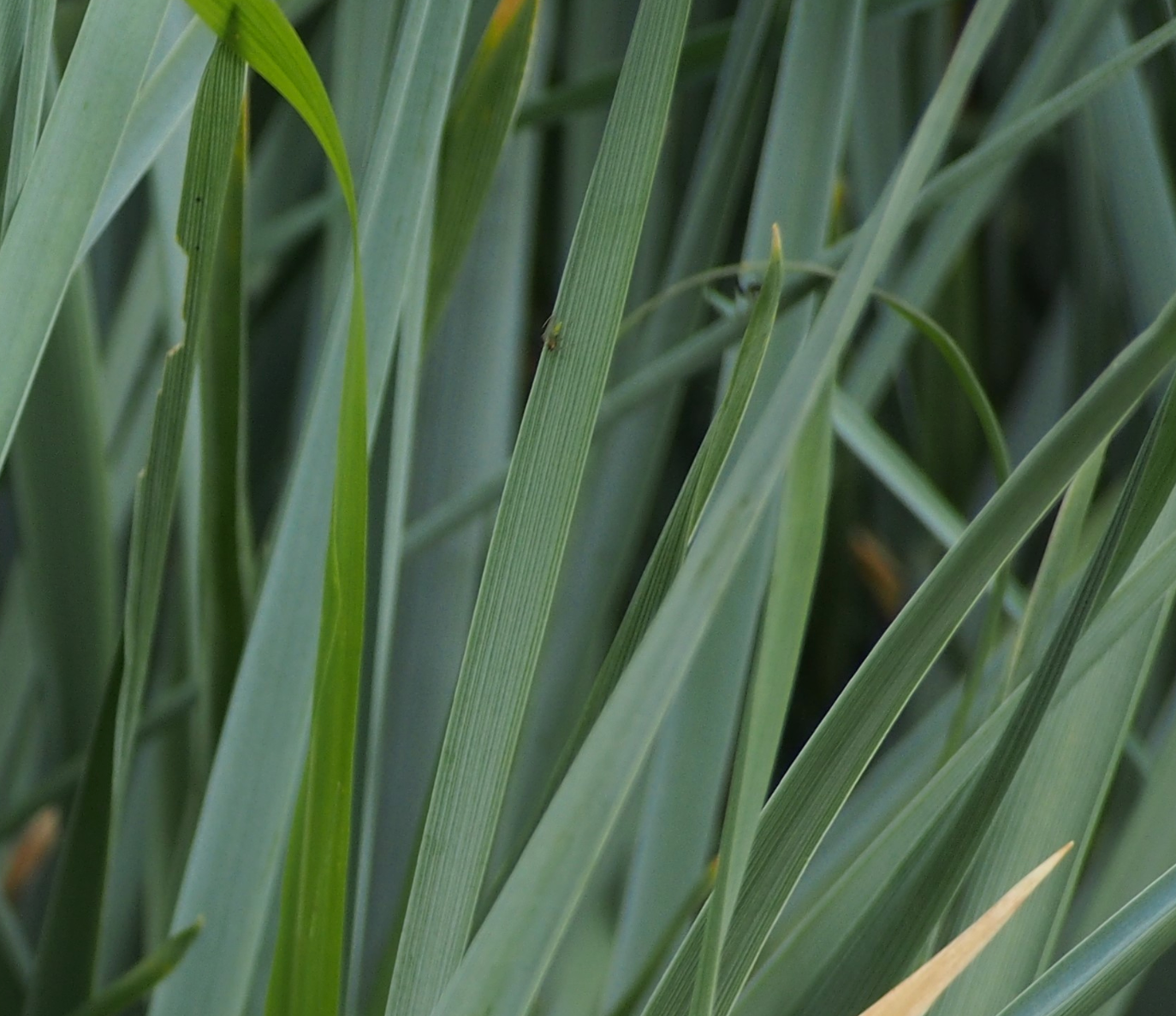 Elymus glaucus