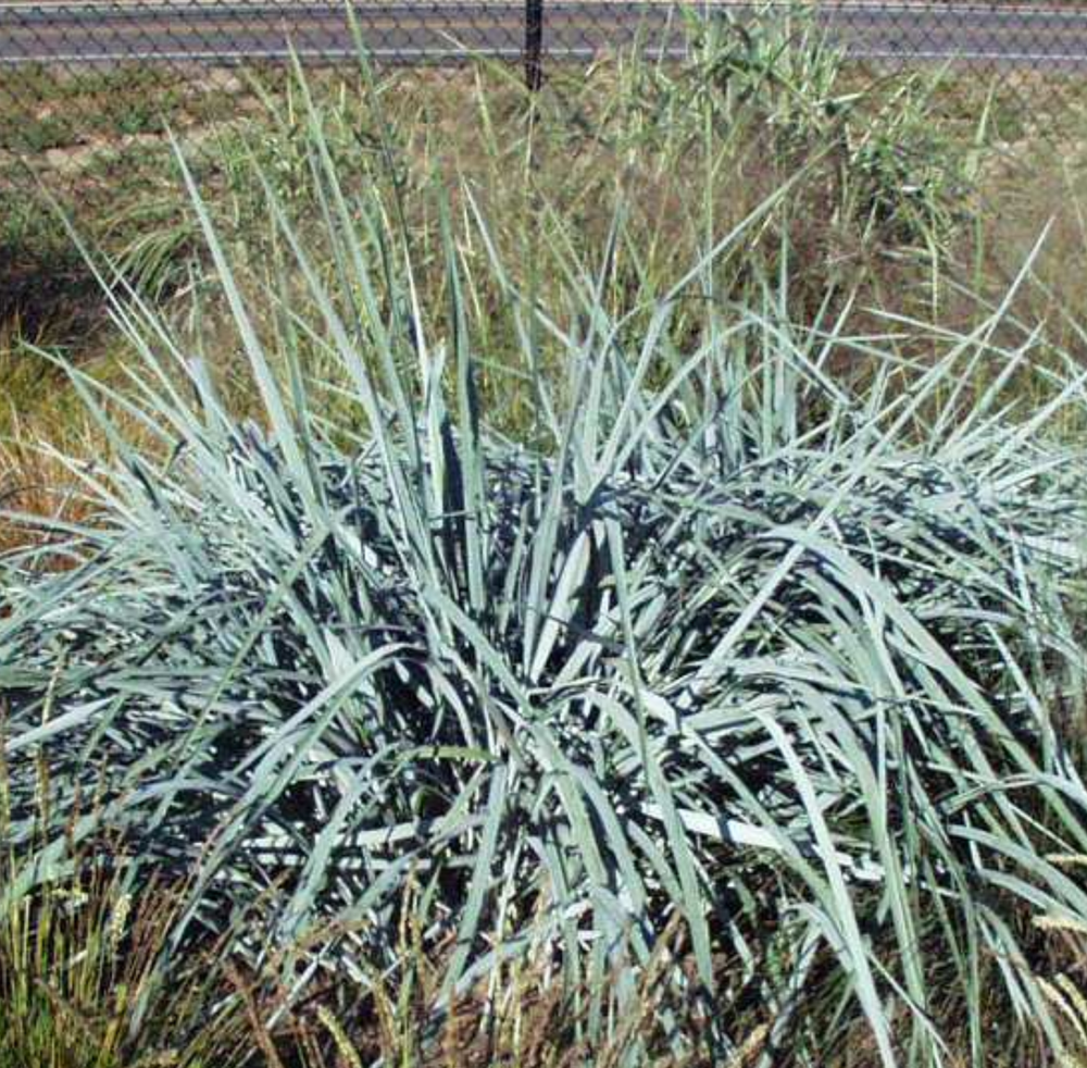 Elymus glaucus