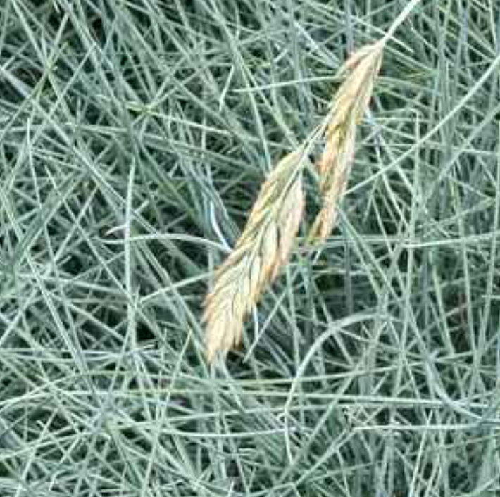 Festuca glauca 'Azurit'