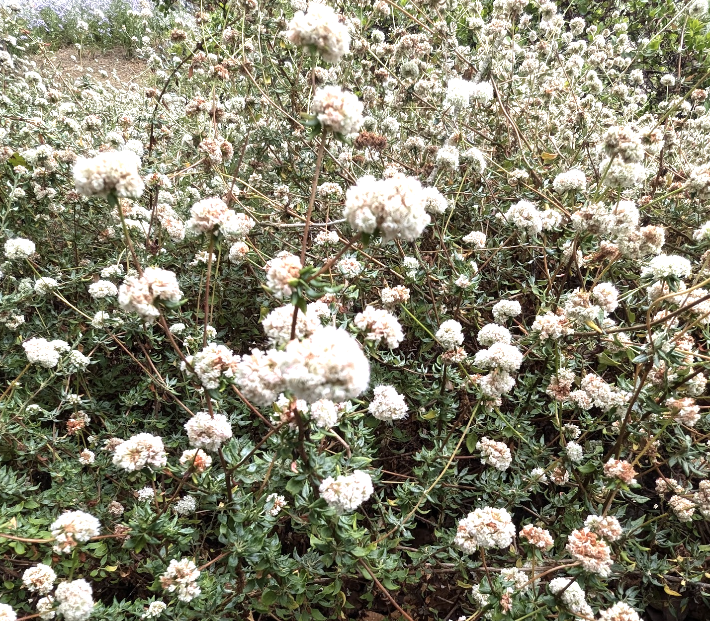 Eriogonum parvifolium