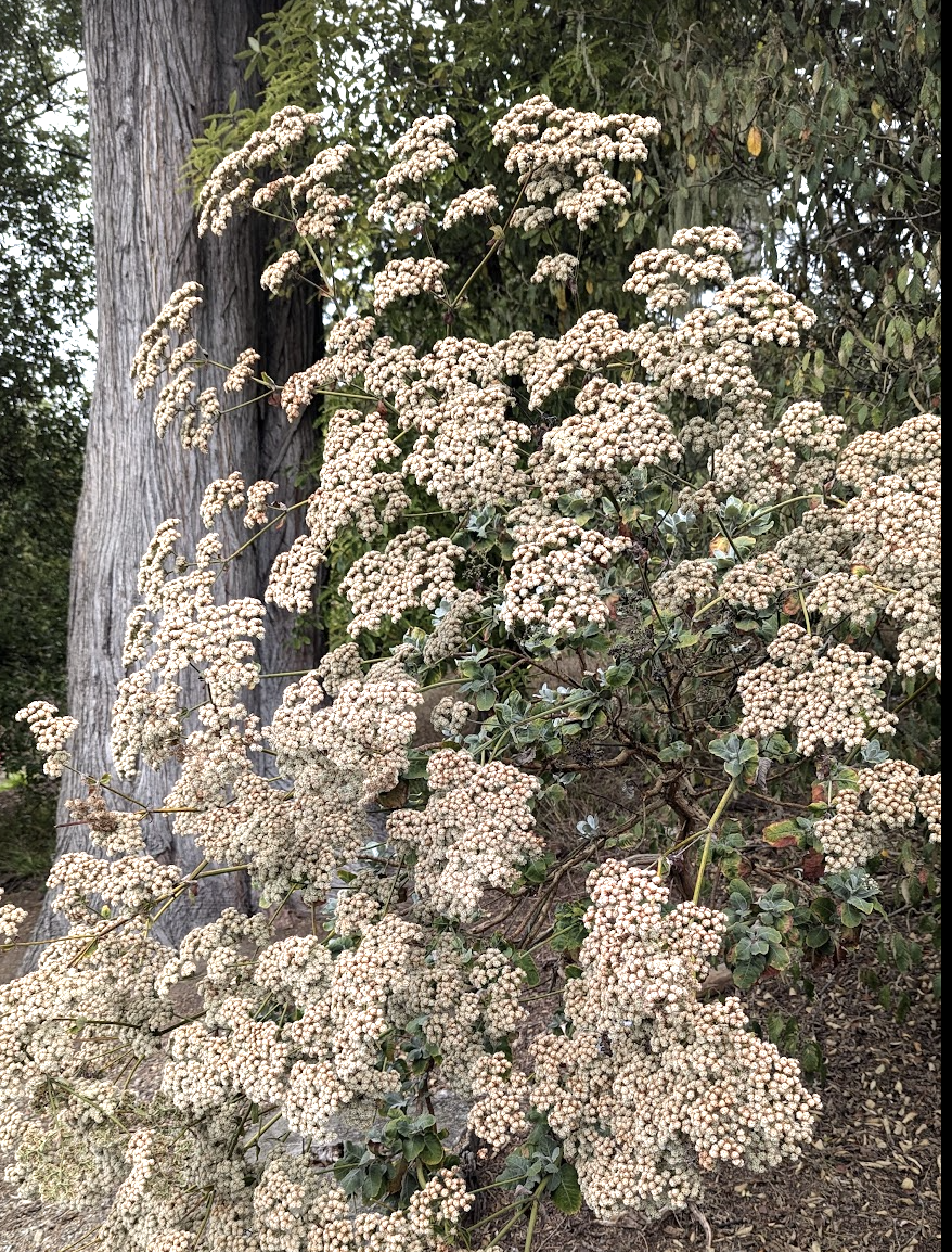 Eriogonum giganteum