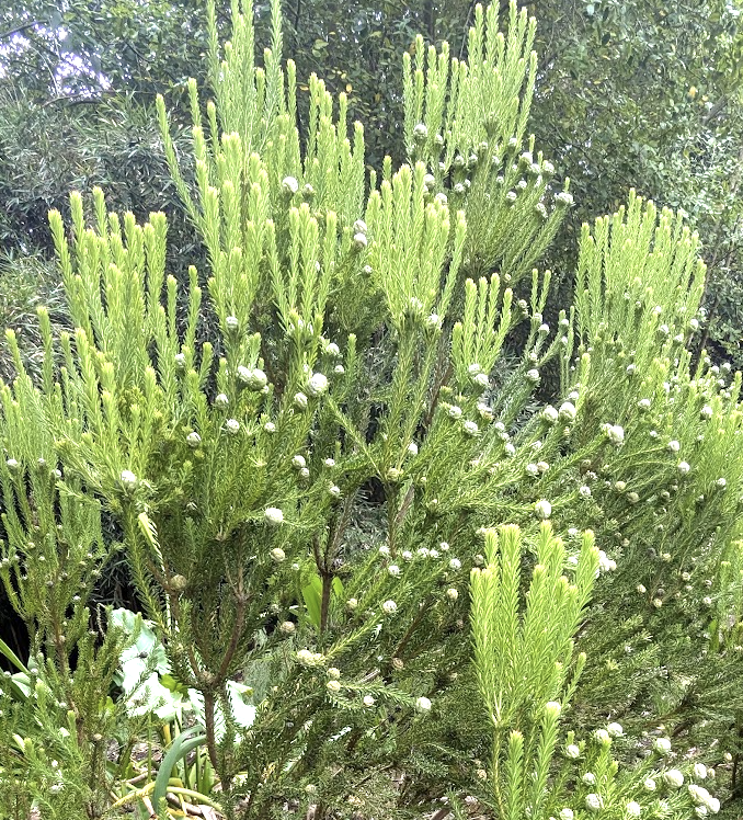 Leucadendron linifolium