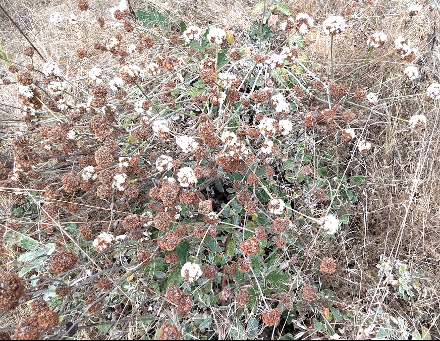 Eriogonum latifolium