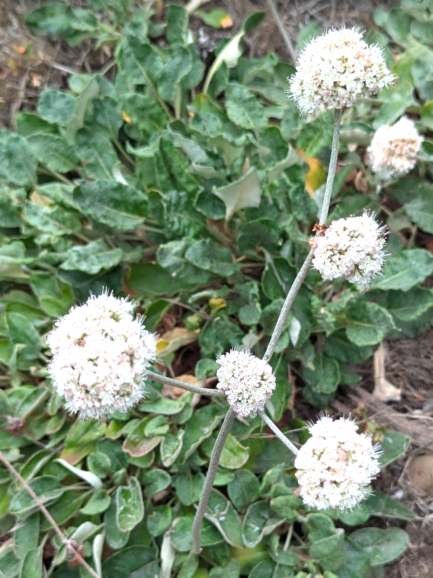 Eriogonum latifolium