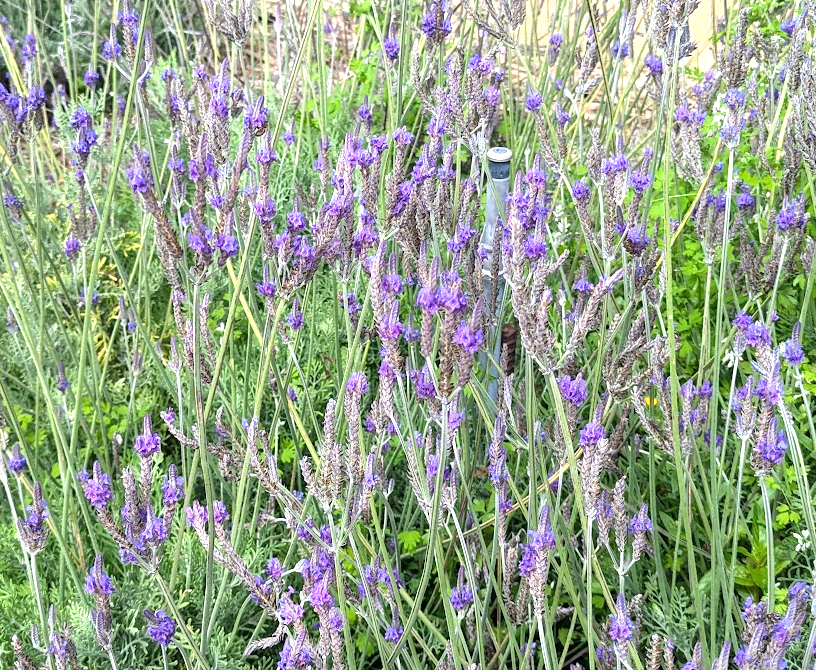 pinata lavender plant Lavandula (Lavender) pinnata (L. multifida, L. Downey) – Heron's Head Nursery