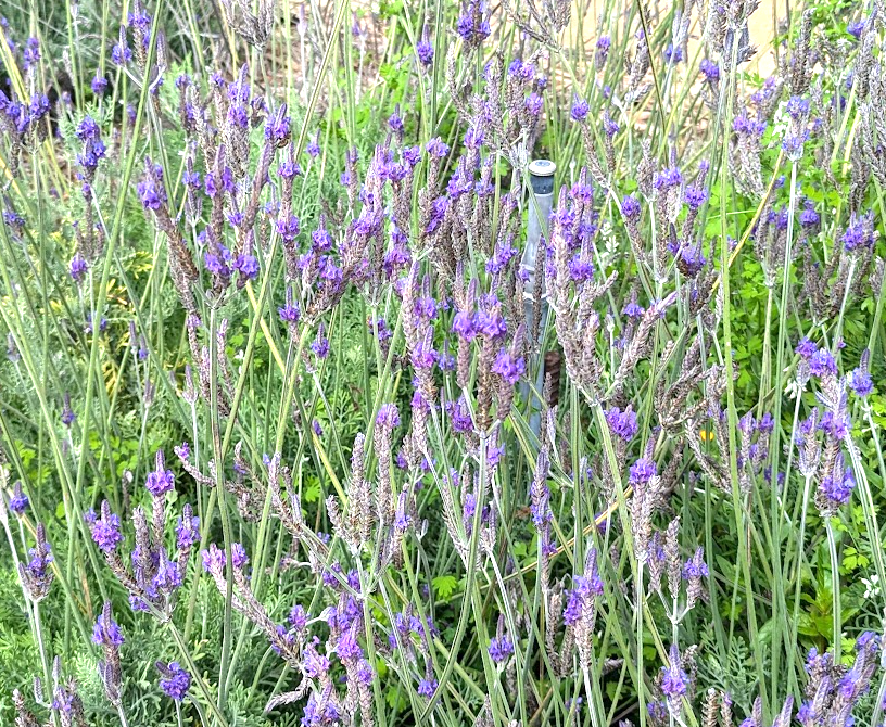 Lavandula (Lavender) pinnata  (L. multifida, L. Downey)