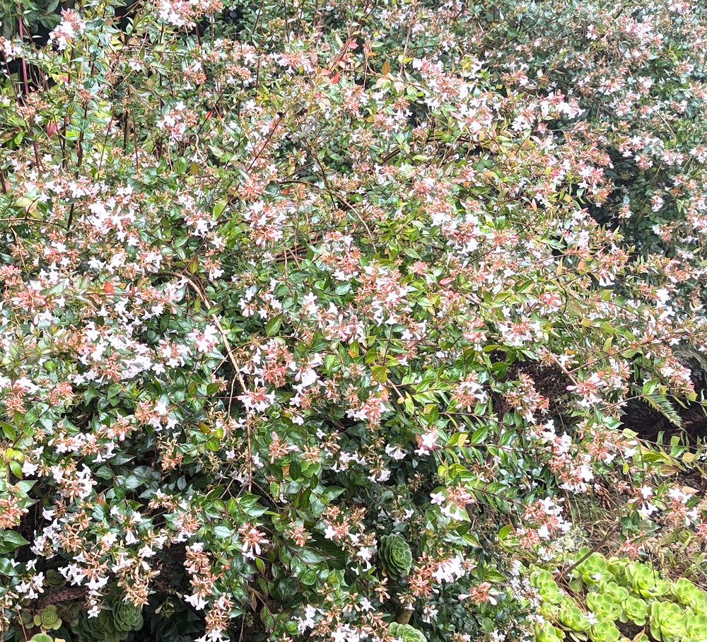 Abelia x grandiflora 'Francis Mason'