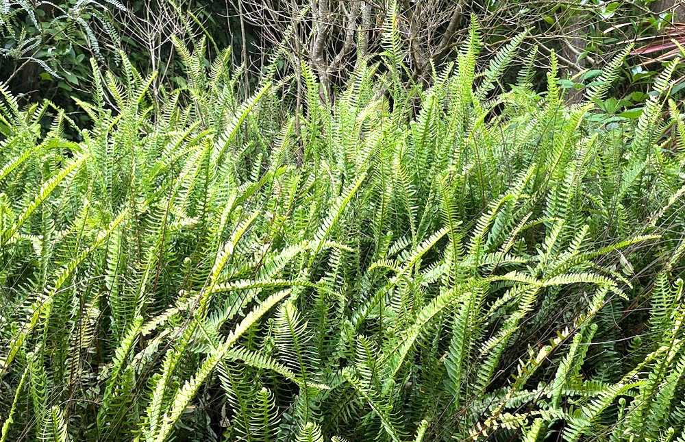 Nephrolepis cordifolia