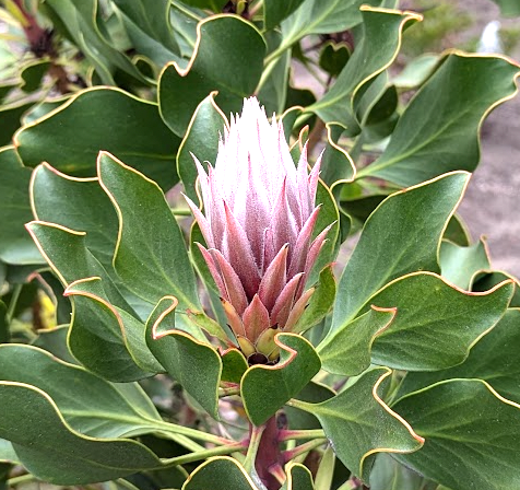 Protea cynaroides 'Mini King'