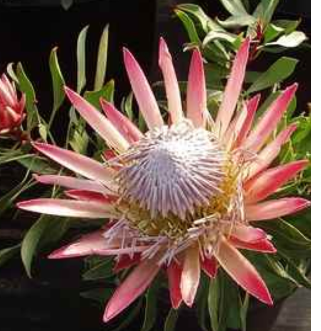 Protea cynaroides 'Mini King'