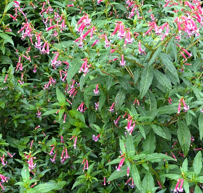 Cuphea hybrid 'Starfire Pink'