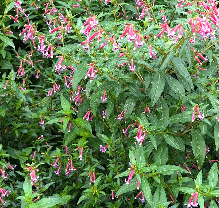 Cuphea 'Starfire'