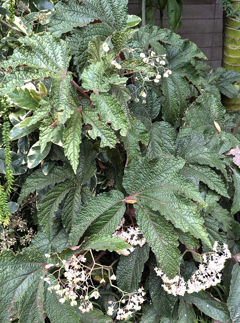 Begonia 'Paul Hernandez'