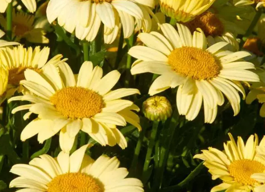 Leucanthemum x superbum Spellbook™ 'Lumos'