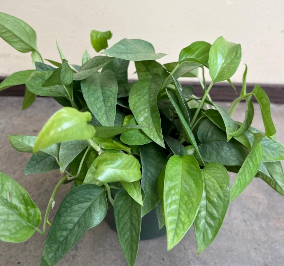 Epipremnum pinnatum 'Cebu Blue' (Pothos)