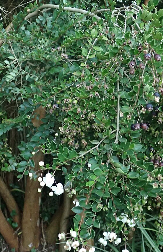 Luma apiculata