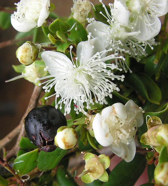 Luma apiculata