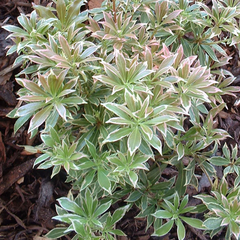 Pieris japonica 'Variegata'