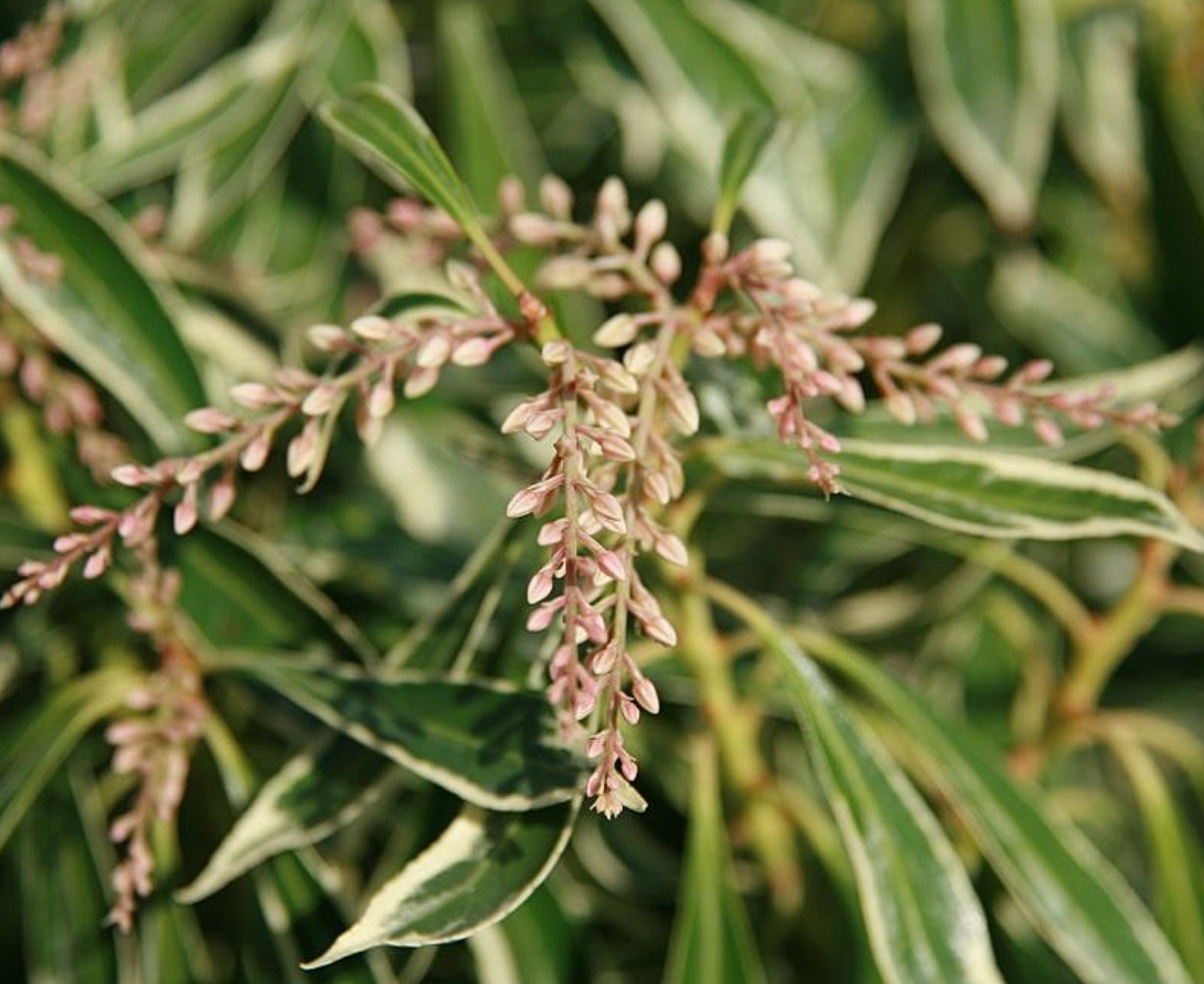Pieris japonica 'Variegata' – Heron's Head Nursery