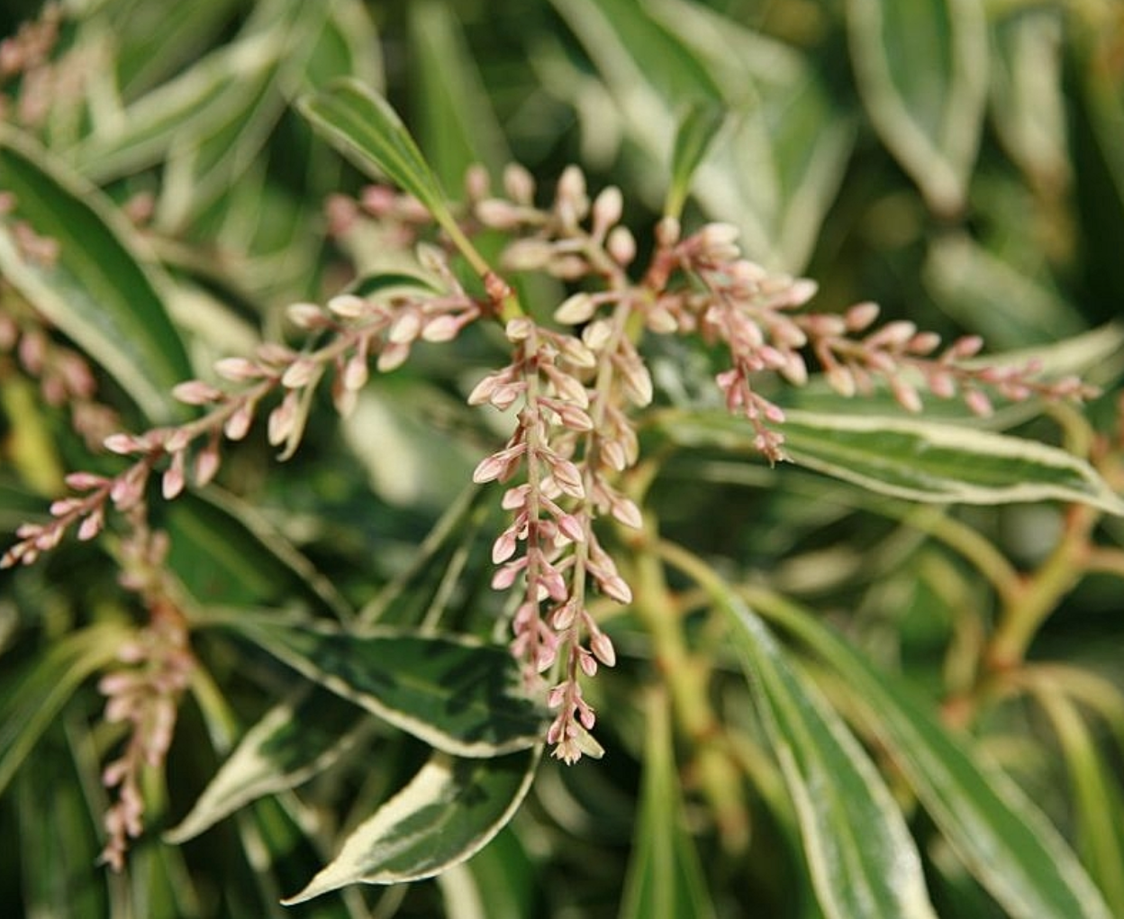 Pieris japonica 'Variegata'