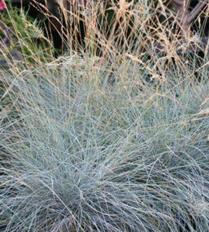 Festuca idahoensis 'Siskiyou Blue'