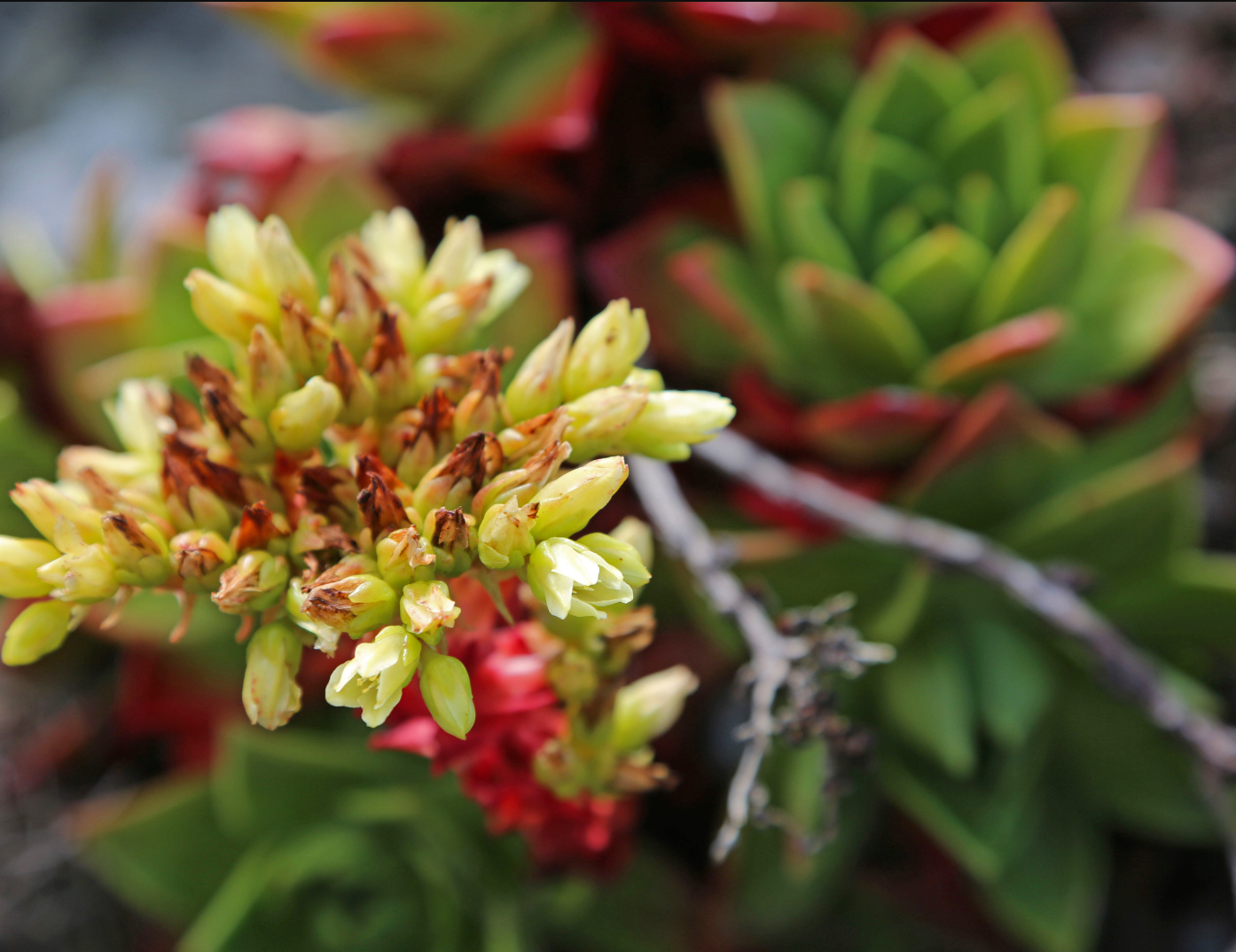 Dudleya farinosa