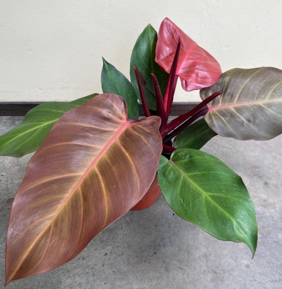 mccauley's philodendron Philodendron 'McColley's Finale' – Heron's Head Nursery