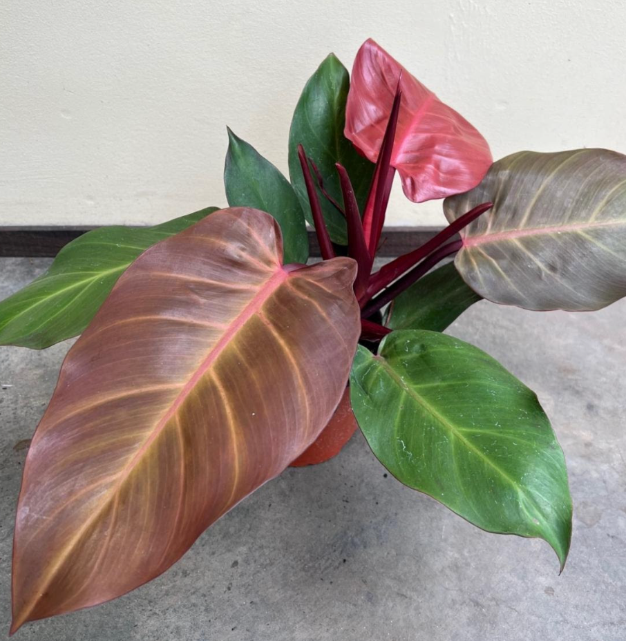 Philodendron 'McColley's Finale'