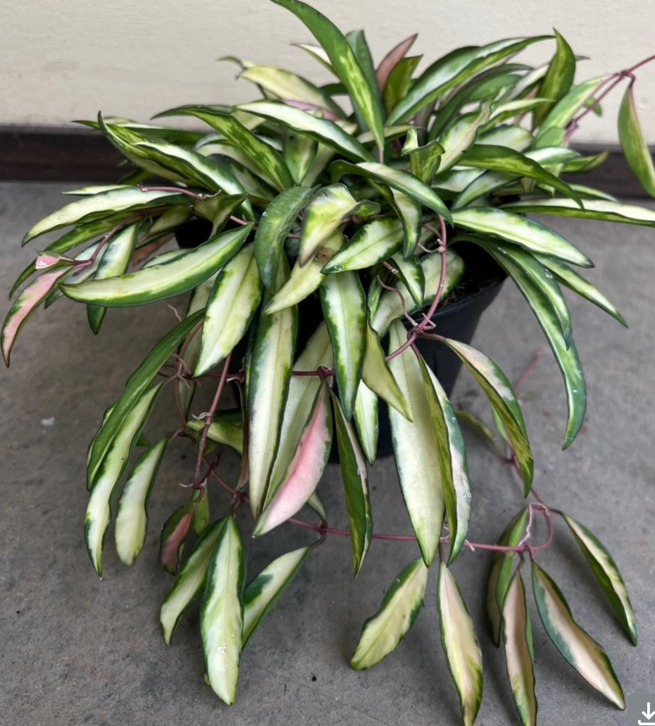 Hoya kentiana variegated