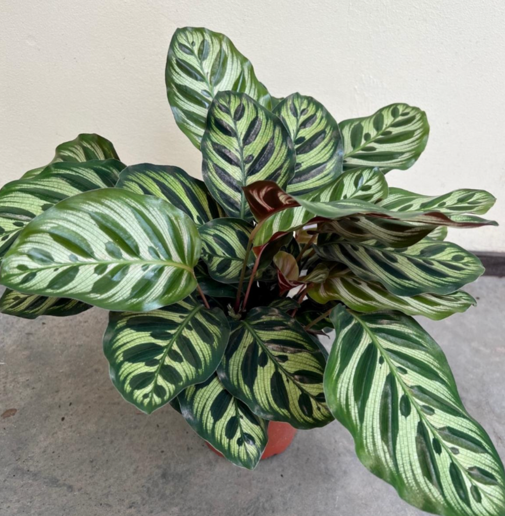 Calathea makoyana