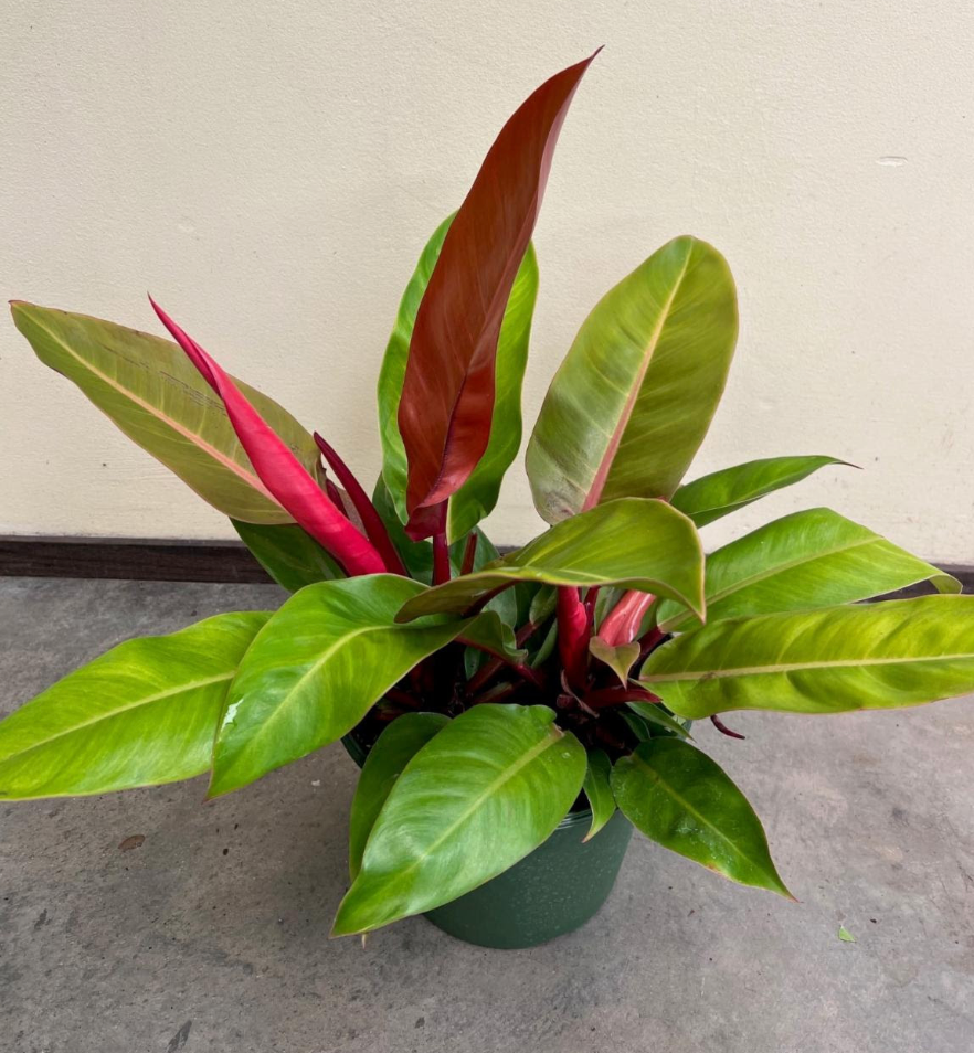 Philodendron 'Prince of Orange'