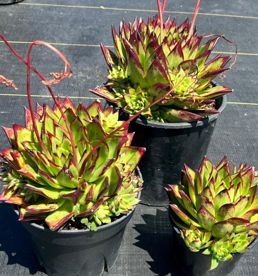 Echeveria agavoides 'Lipstick'