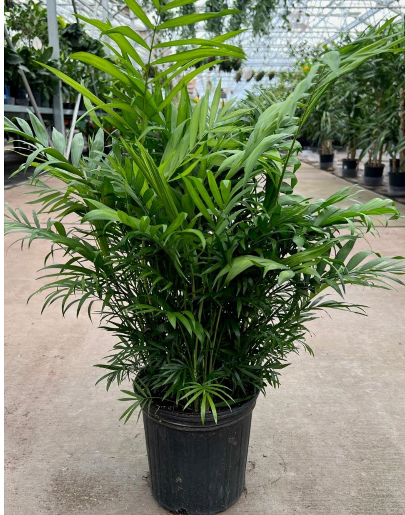victorian palm plant Palm