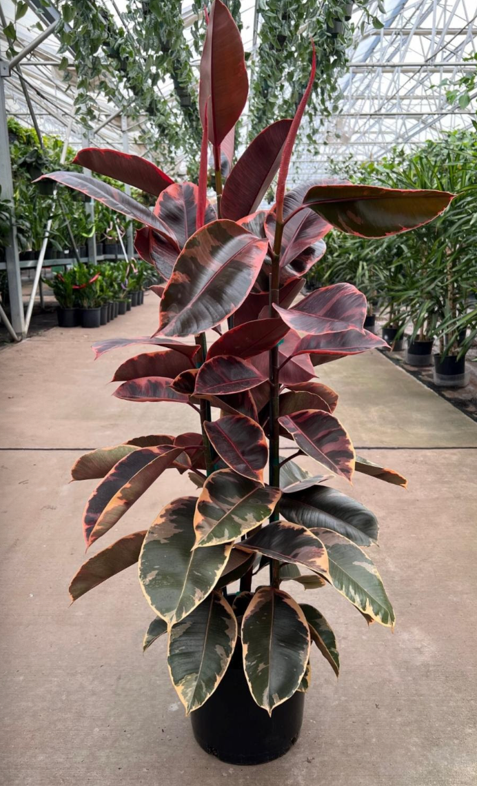 Ficus elastica (decora) 'Tineke'